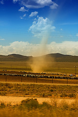 Image showing Rural Scene with Cows