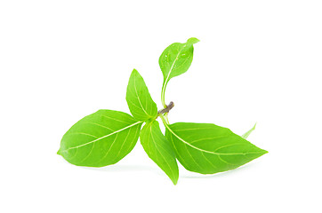 Image showing Thai sweet basil leaves