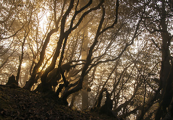 Image showing Sunrise in Nepal forest