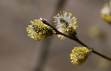 Image showing Pussy-willow in the spring