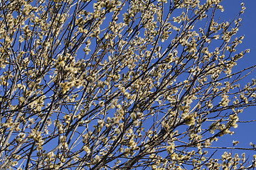 Image showing Pussy-willow in the spring