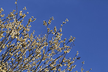 Image showing Pussy-willow in the spring