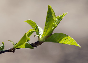 Image showing Fresh spring leaves