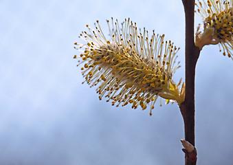 Image showing Pussy-willow in the spring