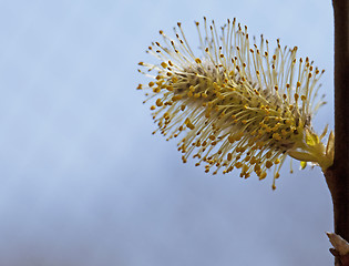 Image showing Pussy-willow in the spring