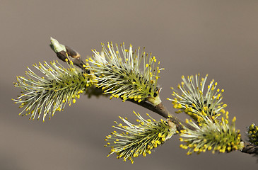 Image showing Pussy-willow in the spring