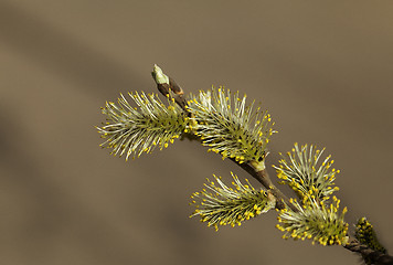 Image showing Pussy-willow in the spring