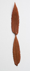 Image showing I letter: alphabet and numbers with autumn brown red dry leaf on white background