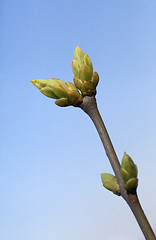 Image showing Spring tree buds