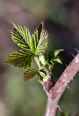 Image showing Fresh spring leaves