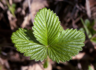 Image showing Wild strawberry leaves in spring