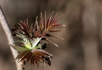 Image showing Fresh spring leaves