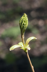 Image showing Spring tree buds