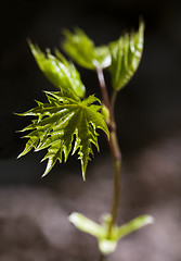 Image showing Fresh spring leaves