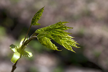 Image showing Fresh spring leaves