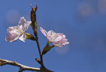 Image showing Sakura flowers, close-up