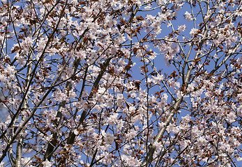 Image showing Sakura in the spring