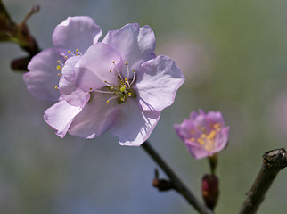 Image showing Sakura flowers, close-up