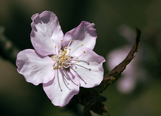 Image showing Sakura flower, close-up