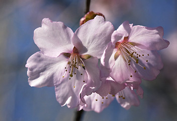 Image showing Sakura flowers, close-up