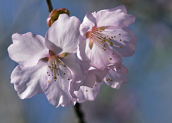 Image showing Sakura flowers, close-up