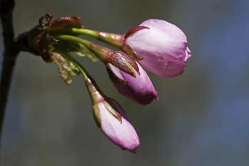 Image showing Sakura flowers, close-up