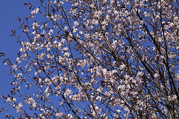 Image showing Sakura in the spring