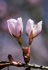 Image showing Sakura flowers, close-up