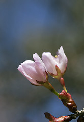 Image showing Sakura flowers, close-up