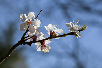 Image showing Sakura flowers, close-up