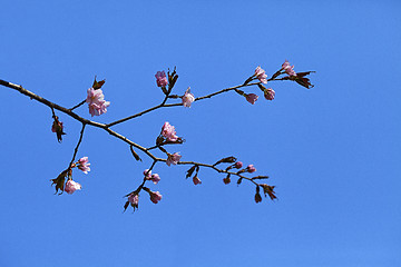 Image showing Sakura flowers, close-up