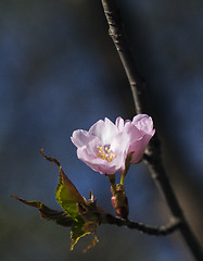 Image showing Sakura flowers, close-up