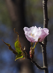 Image showing Sakura flowers, close-up