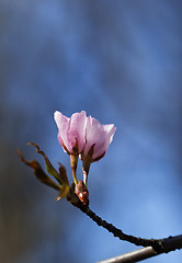 Image showing Sakura flowers, close-up