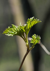 Image showing Fresh spring leaves