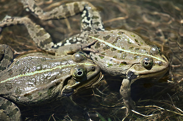 Image showing Two frogs mating