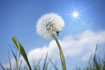 Image showing a dandelion flower in front of the blue sky