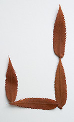 Image showing J letter: alphabet and numbers with autumn brown red dry leaf on white background