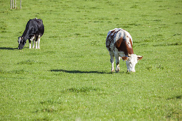 Image showing cow in the green grass