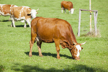 Image showing cow in the green grass