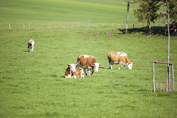 Image showing cow in the green grass