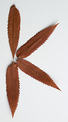 Image showing K letter: alphabet and numbers with autumn brown red dry leaf on white background