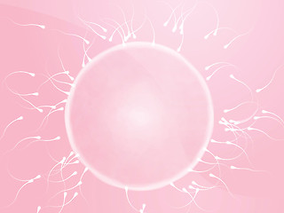 Image showing Egg fertilization illustration