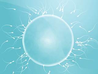 Image showing Egg fertilization illustration
