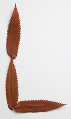 Image showing L letter: alphabet and numbers with autumn brown red dry leaf on white background