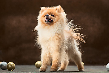 Image showing Spitz-dog in studio on a neutral background