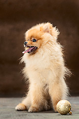 Image showing Spitz-dog in studio on a neutral background