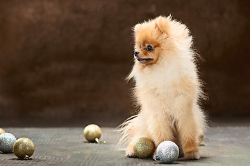 Image showing Spitz-dog in studio on a neutral background