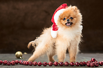 Image showing Spitz-dog in studio on a neutral background