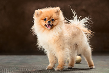 Image showing Spitz-dog in studio on a neutral background